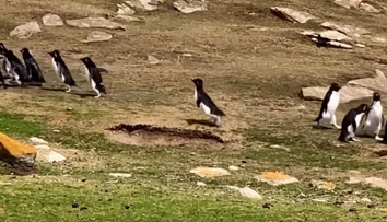 VIDEO: Popletený tučniak sa pridal k nesprávnej skupine. Video z Falklandov baví sociálne siete