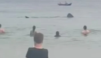 VIDEO: Obrie žraloky desili návštevníkov pláže. Pokojne plávali okolo nich