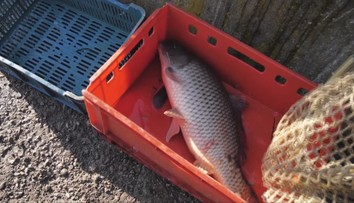 Žilina zakázala hromadný predaj živých kaprov. K iniciatíve sa pripájajú aj obchodné reťazce