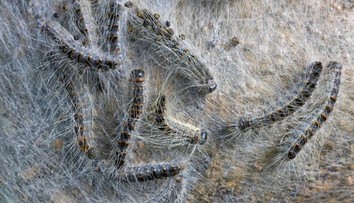 Na juhu Európy bojujú s nebezpečnými húsenicami. Dokážu spôsobiť poriadne zdravotné problémy