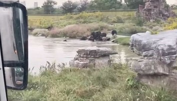 Medvede brutálne zaútočili na zamestnanca zoo parku. Sledovali to zhrození turisti
