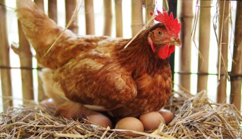 Pod sliepkou čakalo farmára prekvapenie. „Adoptovala“ si nečakaného tvora