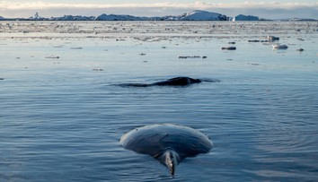 Dánski ekológovia si mysleli, že našli morského hada. Nemohli sa mýliť viac