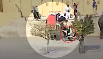 VIDEO: Desivý incident v Indii. Slonica chobotom schmatla ruskú turistku a začala s ňou točiť okolo seba