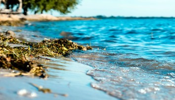 Nepríjemnosti na plážach Čierneho mora: Pobrežie zaplavili zapáchajúce riasy