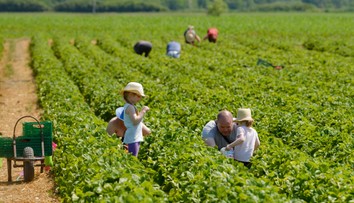 Veľký prehľad cien samozberu jahôd. Našli sme aj lokalitu, kde sumu medziročne znížili