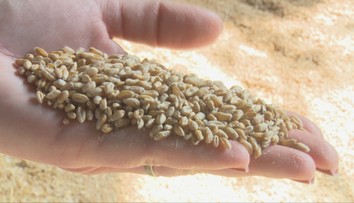 Napätie sa stupňuje. Poľnohospodári pre situáciu ohľadom obilia z Ukrajiny nevylučujú protesty