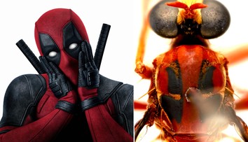 V Austrálii objavili nové druhy hmyzu. Mená dostali po hrdinoch z komiksov