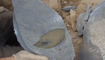 Vedci objavili fosíliu dávneho predátora, ktorý tvarom tela pripomína vesmírnu loď