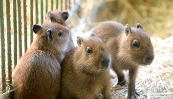 V košickej zoo majú unikátny prírastok. Poznáte tieto zvieratká?