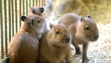 V košickej zoo majú unikátny prírastok. Poznáte tieto zvieratká?