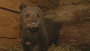Ochranári zachránili medvedie siroty, v brlohu vyplakávali niekoľko dní