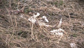 Desiatky mŕtvych zvierat a silný zápach. Objav v blízkosti nádrže Boleráz šokoval poľovníkov i veterinárov