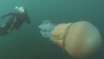 VIDEO: Nebývalý úkaz pri britskom pobreží: Objavili medúzu o veľkosti človeka
