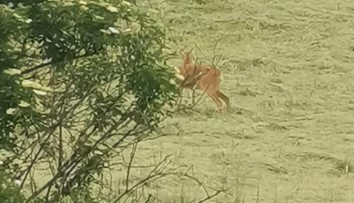 Srnka už pár dní hľadá mláďa na poli pri Partizánskom. Nechtiac ho pokosil traktorista
