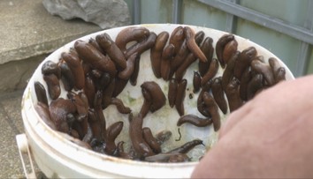 Stačí jeden - dva dni nejsť do záhrady a môžu sadiť znova. Záhradkári zvádzajú boj so slizkou potvorou