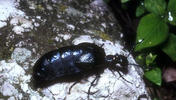 Na Slovensku sa premnožil nebezpečný chrobák. Pozor, je prudko jedovatý