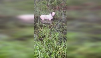 VIDEO: Psa priviazal k plotu a ponechal ho napospas hurikánu. Výhovorka majiteľa nahnevala ľudí ešte viac