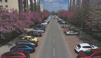 Ľudia sa pri rozkvitnutých čerešniach fotia. Pre motoristov však ide o nočnú moru