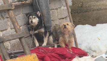 Psie zápasy organizujú aj deti a videá zavesia na internet. Vypátrali sme identitu chlapcov