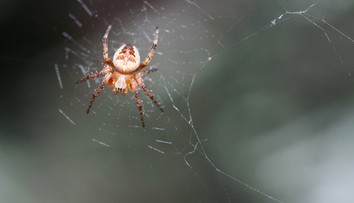 Máte strach z pavúkov? Je niekoľko spôsobov, ako im zabrániť, aby sa vracali do vášho obydlia