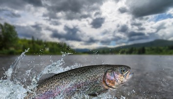 Prekvapujúce zistenie českých vedcov: Pstruhy môžu byť závislé na pervitíne, ktorý preniká do riek