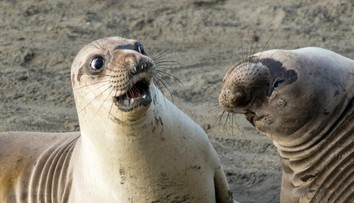 Všetko od smejúcich sa zvierat až po opice na motorke. Táto galéria vám spríjemní deň