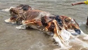 Ľudí na pláži vydesila obrovská kopa mäsa. Nikto presne nevie o čo ide