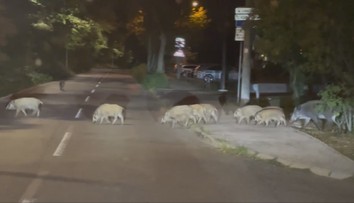 Bratislavu zaplavili skupinky diviakov. Strety s obyvateľmi pribúdajú