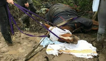 Koňa vystrašil ohňostroj a napichol sa na plot. Utrpel pritom škaredú ranu