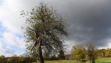 Hlasujte za jabloň z Bošáce, môže sa stať Európskym stromom roka: Je za ňou silný príbeh