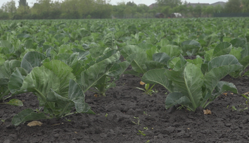 Tohtoročný máj prepisuje dlhoročné teplotné rekordy. Čo na to hovoria poľnohospodári?