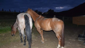 Opitý vodič narazil do koňa, druhý sa splašil a zhodil jazdkyňu