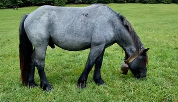 Sťahovanie definitívne nebude. Kone zostávajú v Muránskej planine