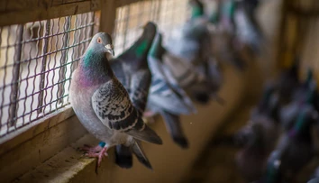 Problém s holubmi sa v Senici rozhodli riešiť holubníkom. Nik sa oň nestará a vtáky v ňom hynú