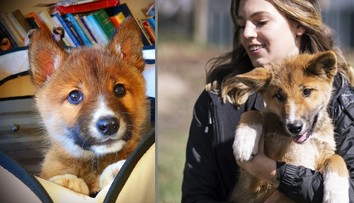 Čistokrvné šteňa psa dinga, ktoré uniesol orol a zhodil do záhrady, môže zachrániť celý druh