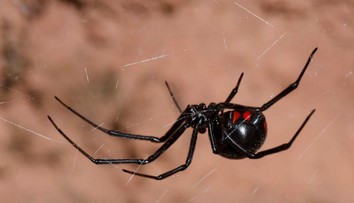 Osemročný chlapec sa chcel stať Spidermanom, skončil v nemocnici. Nechal sa uhryznúť čiernou vdovou