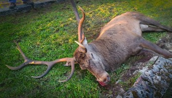 Pod Tatrami sa odohral dramatický súboj jeleňov. Porazený dokráčal pred nemocnicu, kde skonal