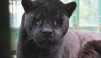 Bojnická ZOO prišla o ďalšiu šelmu. Samica jaguára amerického mala neuveriteľný vek