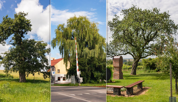 O titul Strom roka 2024 opäť bojuje 12 najzaujímavejších stromov z celého Slovenska (ANKETA)