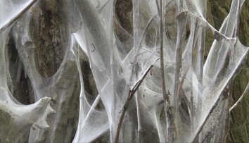 Akoby mali na sebe biele silonky. Takto vyzerajú stromy či kríky na niektorých miestach Slovenska