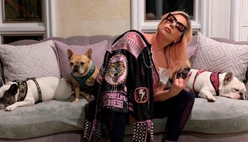 Lady Gaga ponúkla pol milióna za nájdenie jej psíkov: Je čas platiť
