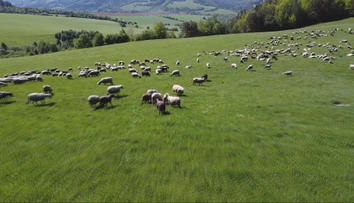Voľne pasúce sa ovce pod horami sú už skôr raritou. Ťažkú prácu na salašoch nemá kto robiť