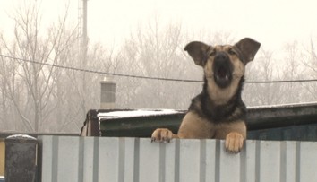 Oslavy nového roka sú pre zvieratá hotovým utrpením. Mnohé ušli z domu!