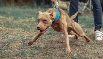 Iba pätnásťmesačné bábätko dohrýzol pitbull starých rodičov. V nemocnici zomrelo