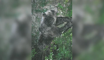 Štátni ochranári dali tento rok odstreliť takmer 50 medveďov. Sprevádzajú to pochybnosti