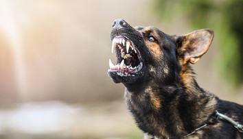 Brutálny útok psa v Česku. Žena skončila so život ohrozujúcimi zraneniami