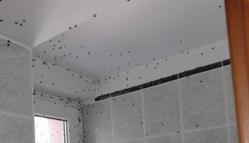 Invázia lienok z Ázie. Už dorazili aj k našim susedom