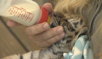 Dve tigríčatá, ktoré policajti odobrali Slovenke, zomreli vo viedenskej zoo