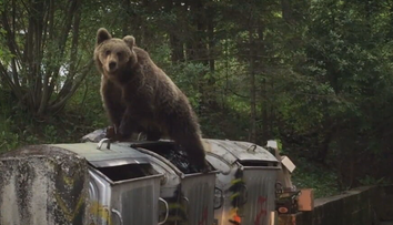 Problémovú medvedicu, ktorá roztrhala pri Prievidzi zvieratá, usmrtili
